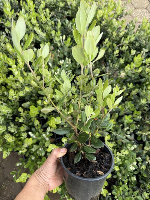 Metrosideros excelsa