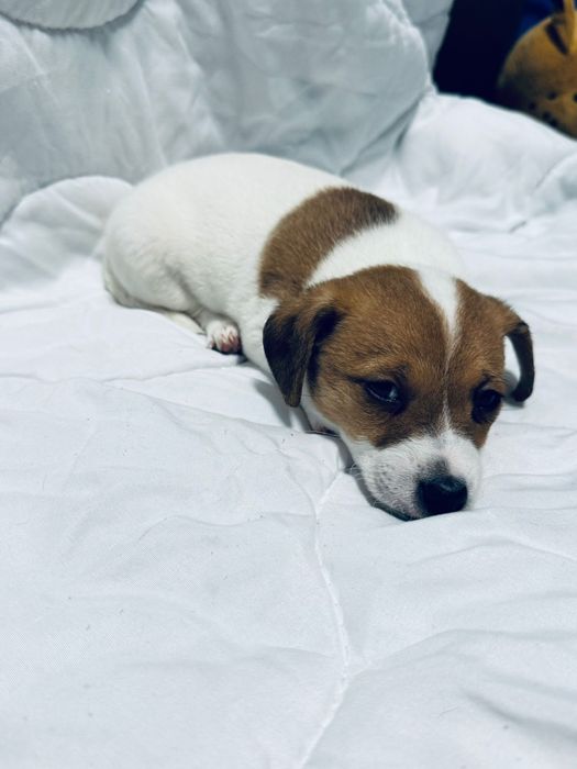 Suczki Jack Russell terrier