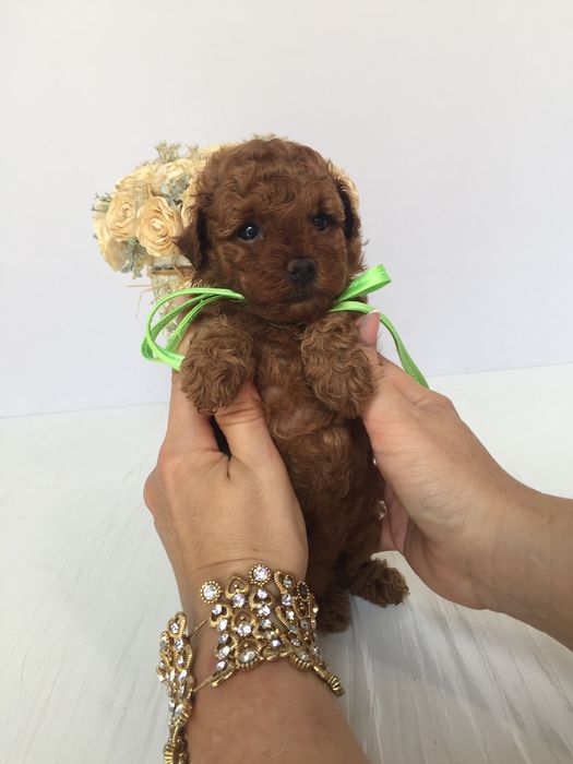 VIP Той-Пуделі  чарівні крихітки чекають на вас