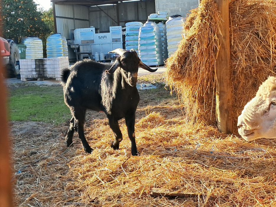 Anglo nubiano  macho