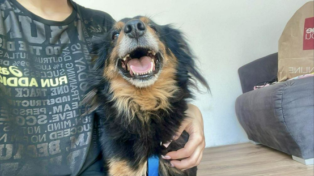 Psy ze schroniska do adopcji