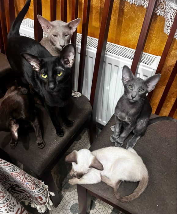 Кошенята орієнтальні