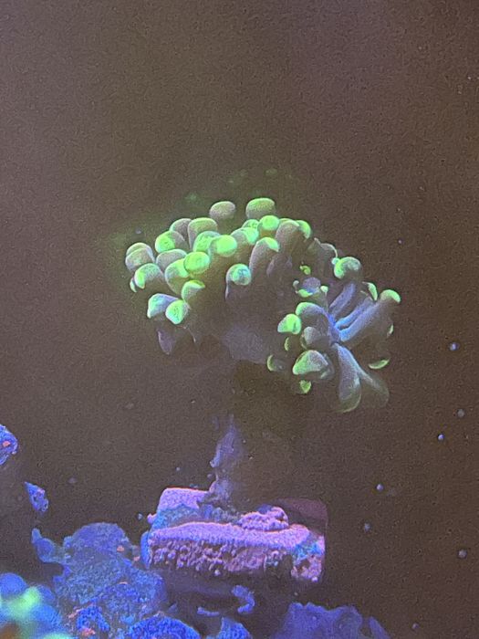 Eufilia roxa das pontas verdes