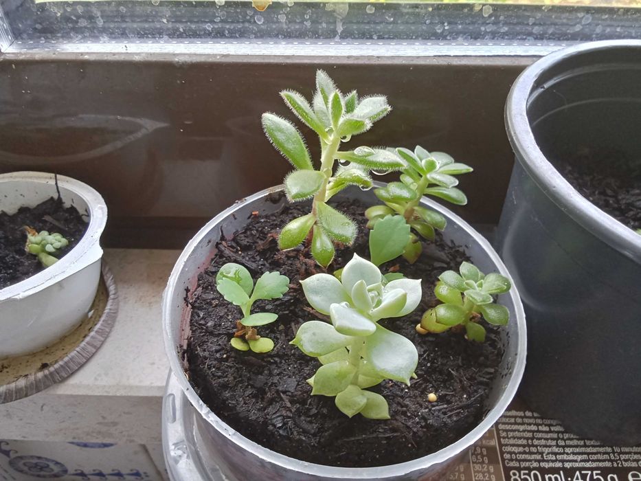 Suculentas variadas
