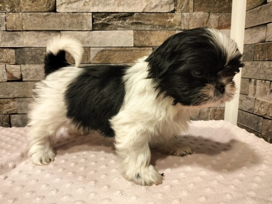 Urocza suczka shih-tzu