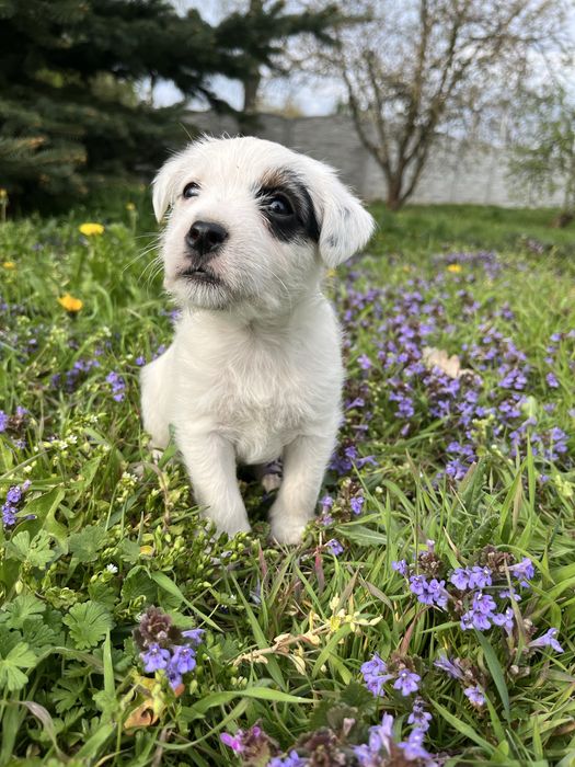 Szczeniak - Parson Russell Terrier
