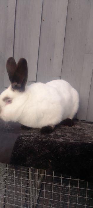 Кролики каліфорнійці