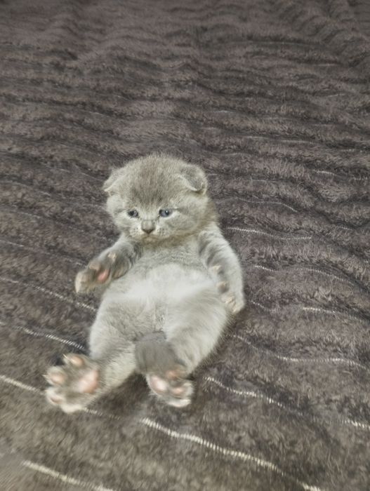 Кошенята британці