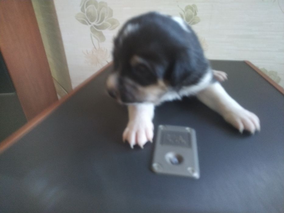 Віддамо ціценят в хороші руки