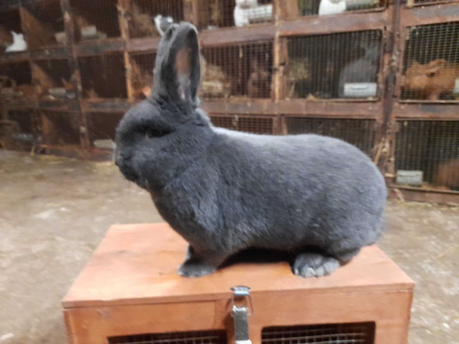 Wiedeński Niebieskie samiec samica