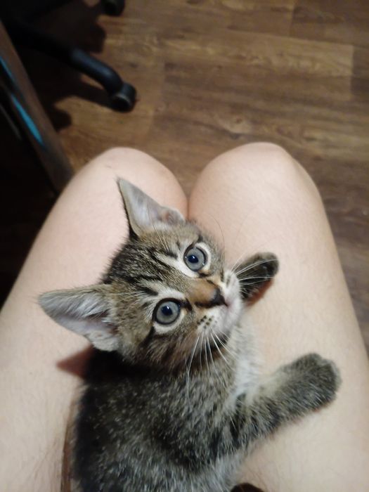 Віддам у добрі руки кошенят