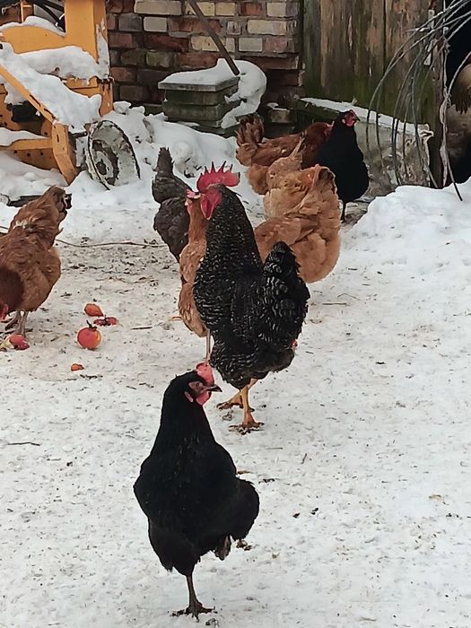 Koguty białe szare kolorowe