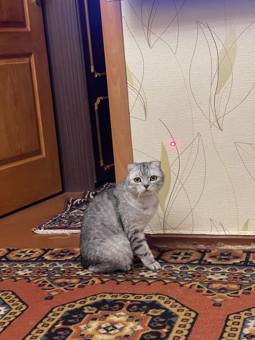 Віддам в добрі руки котика