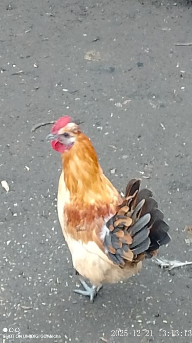 Молодий блондин півник