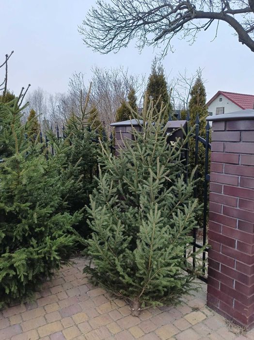 5 letnia plantacja choinek