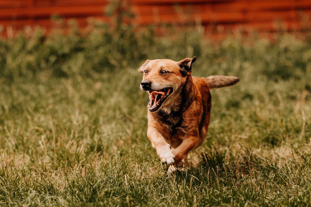 Major - wesoły psiak do zadań specjalnych i przytulania