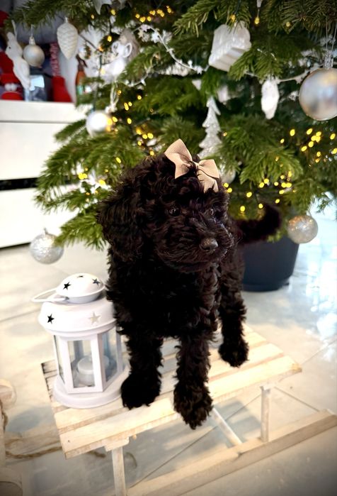 Pudel miniaturka piekna czarna krolewna