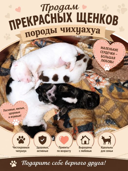 Прекрасный малыш чихуа