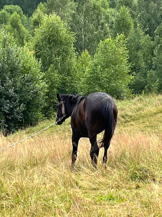 Продається дешево молодий спокійний кінь в хороші руки