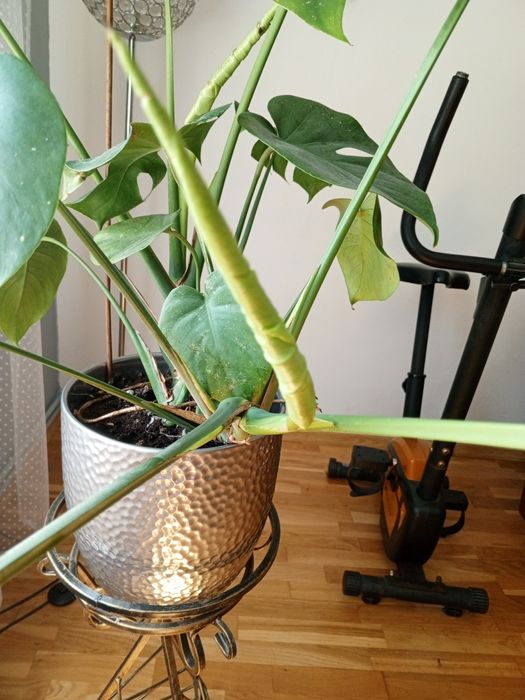 Monstera dziurawa oraz aloes aloe vera
Roślina