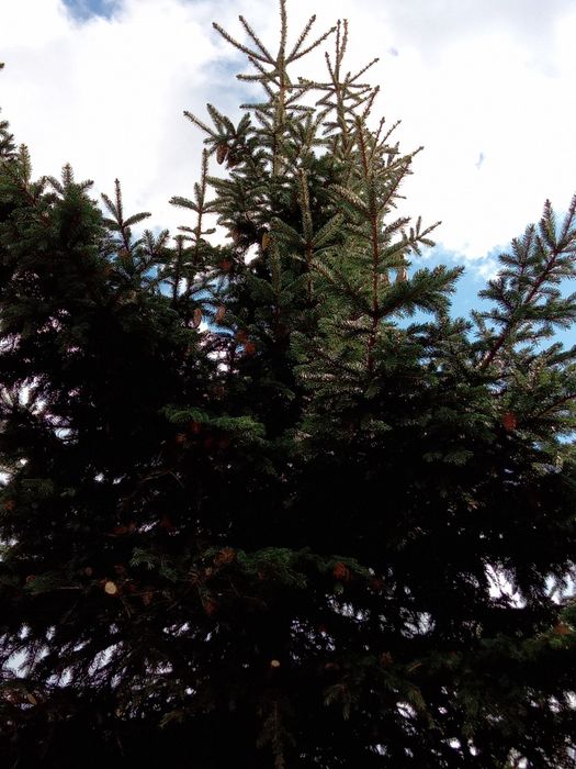 Choinki świerk ,jodła,sosna, thuja  plus gałązki