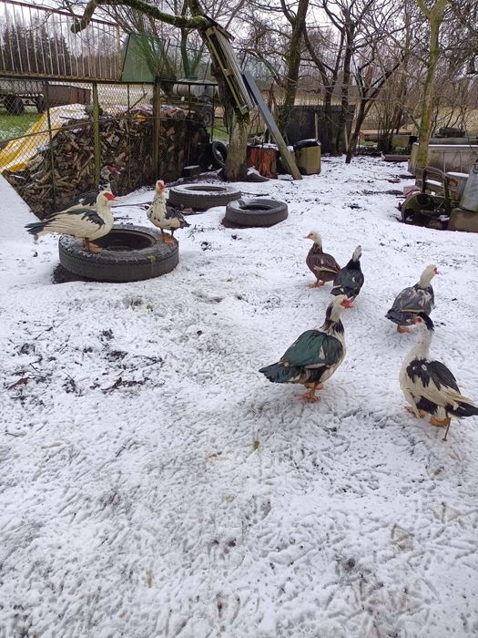 Sprzedam kaczki francuskie