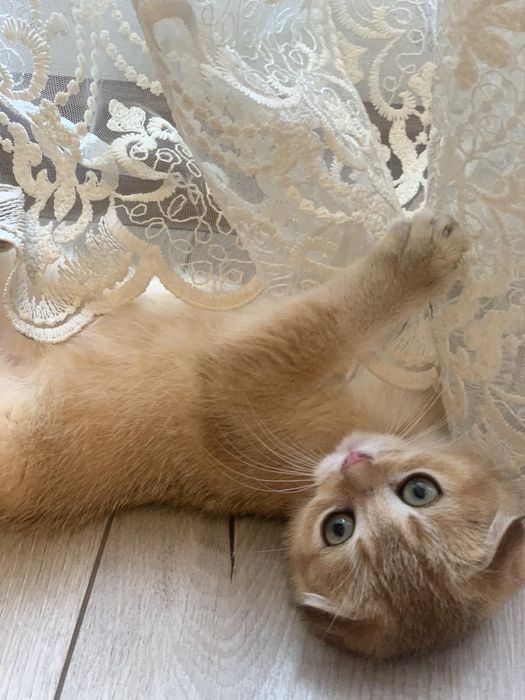 Таткова донечка. Золота красунечка