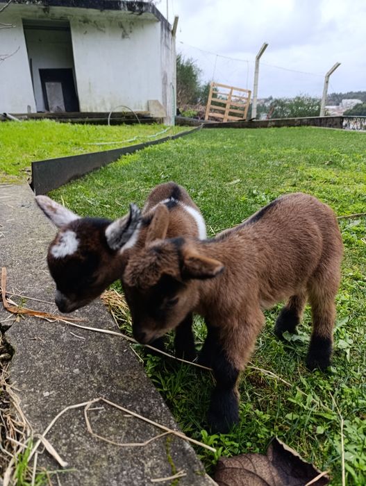 Vendo 4 cabras anãs muito meigas