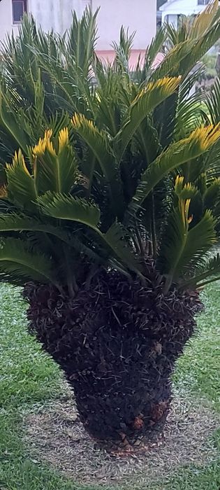 Árvore Cica dupla de grandes dimensões+terra preta +relvado formado