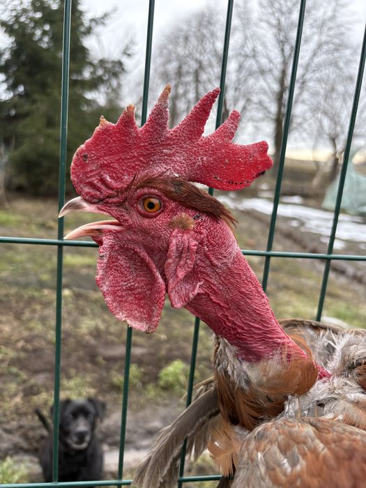 Kogut młode mix ras