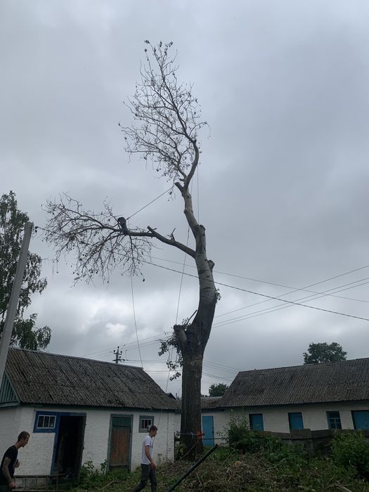 Видалення дерев,спил дерев,кронування,зрізання дерев,удаление деревьев
