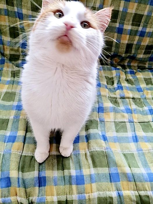 Отдам даром в добрые руки бело-рыжих котиков