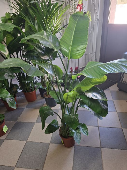 WYPRZEDAŻ Strelicja Nikolaj - Strelitzia Nicolai P21 120-140cm