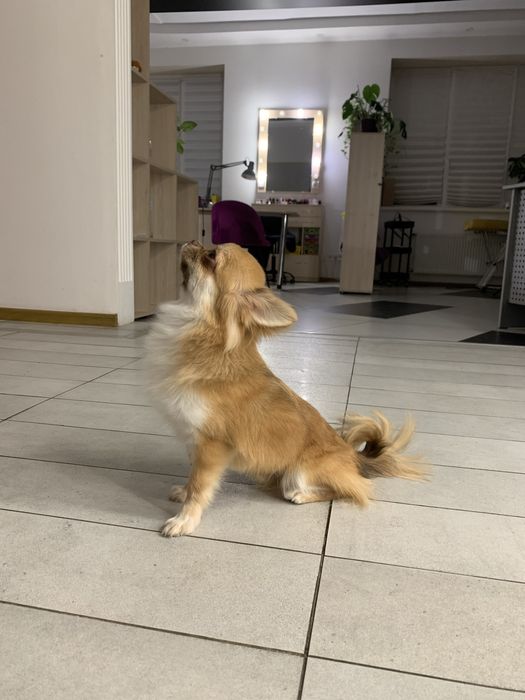 Чихуахуа довгошерстий КСУ запрошує на вязку