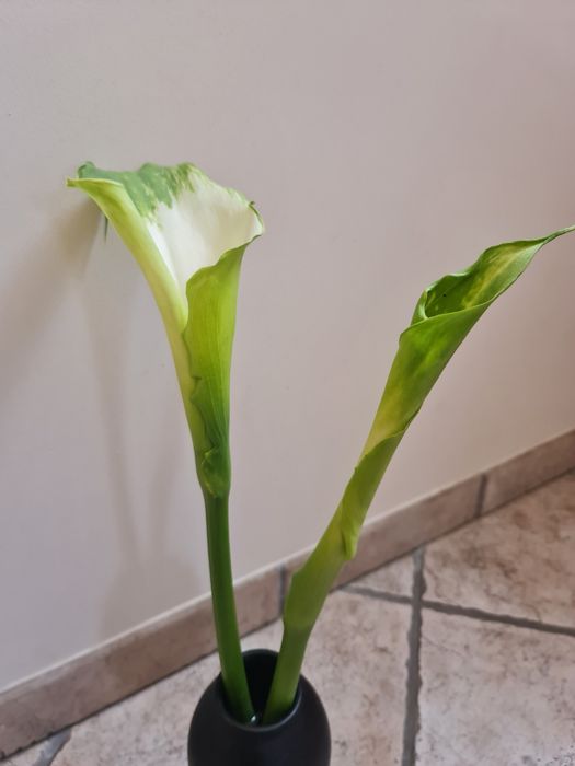 Jarros Verdes em vaso