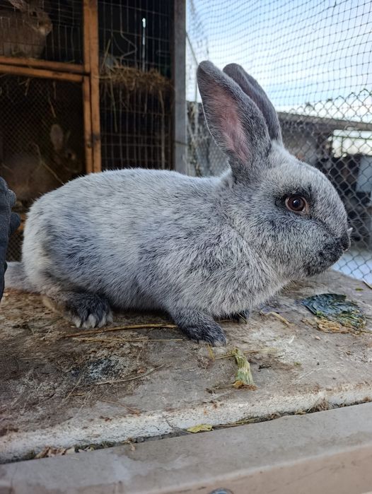 Продам кролів вакцинованих