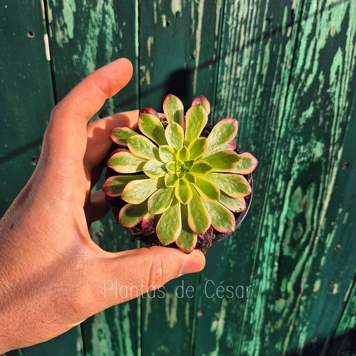 Suculentas Aeoniuns  (Figueira da foz ou via CTT)