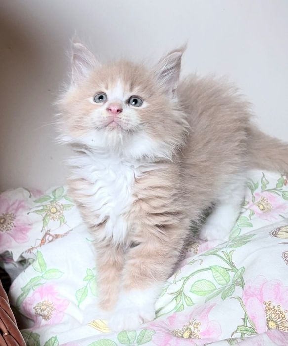 Maine Coon - Piękny kocurek !