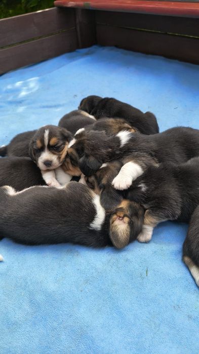 Beagle ZKwP (FCI)