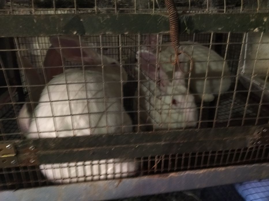 Кролі породи термонці