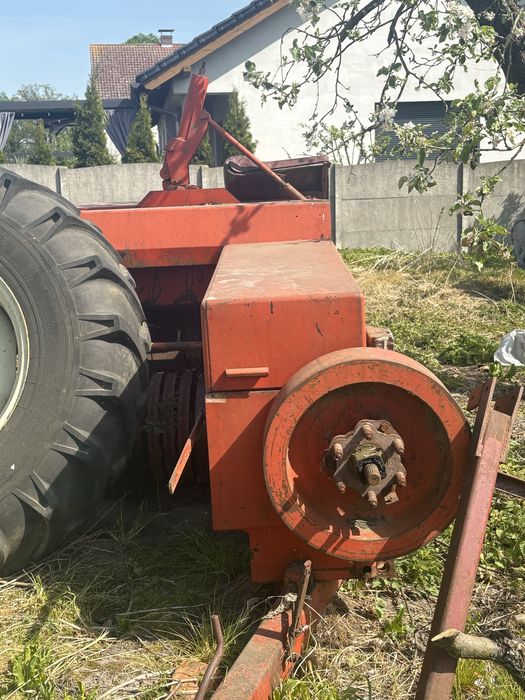 Sprzedam prase z224