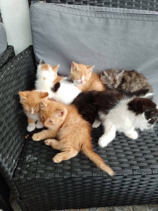 Віддамо котики в добрі руки