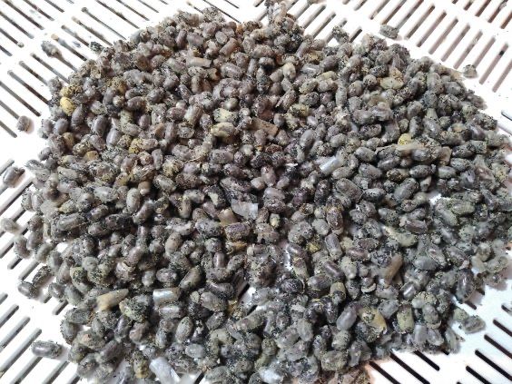 Kokony murarki ogrodowej 2000 sztuk