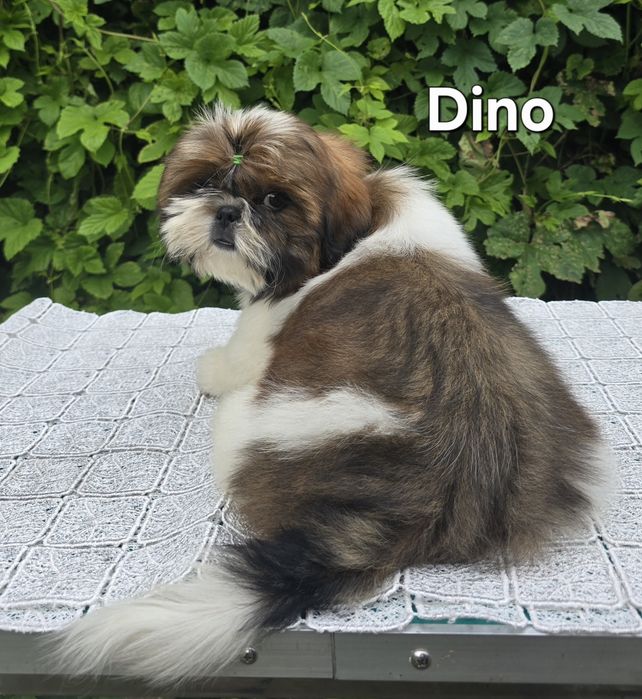 Piesek Shih tzu ZKWP