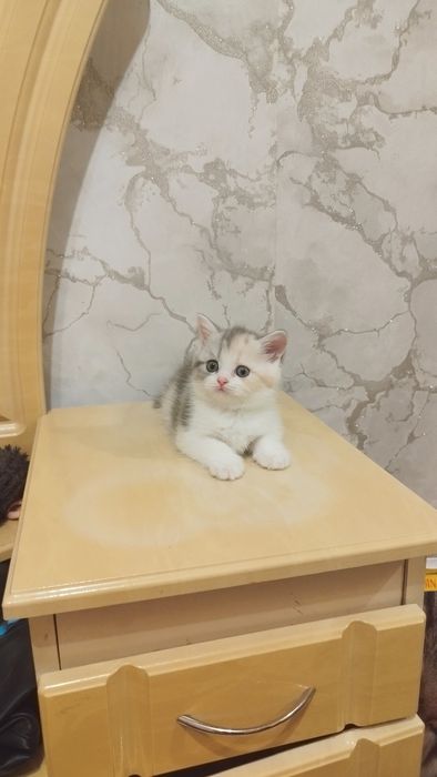 Шотландська прямовуха.