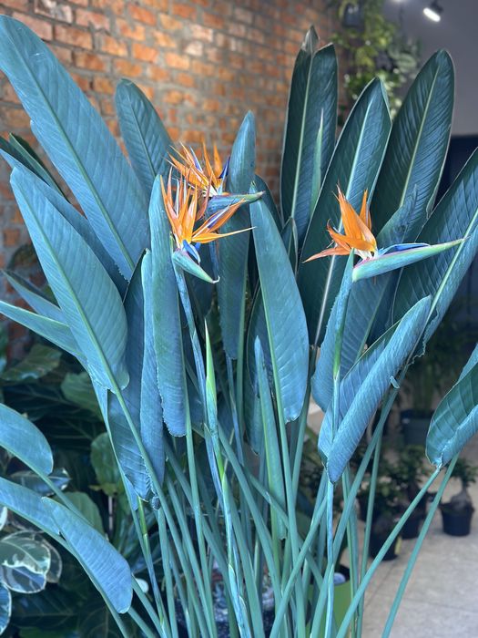 Стреліція Регіна Королівська h 180