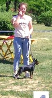 Кобель цвергпінчер, вязка