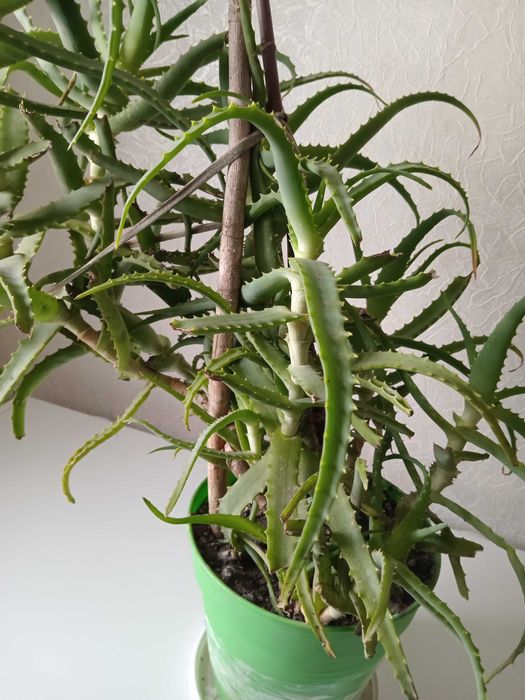 Алоэ , столетник , возраст 14 лет