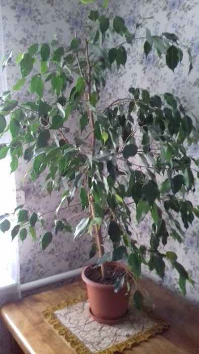 кімнатний в горщику фікус Бенжаміна