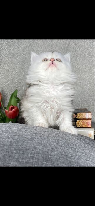 Серебристая шиншилла